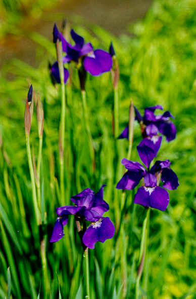 RING98 Siberian Iris.tif (686964 bytes)